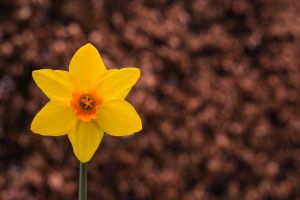 Spring Daffodil