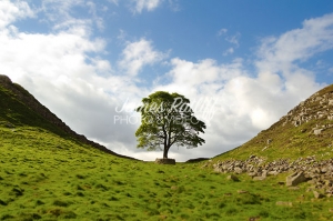 james-ratliff-photography-sycamore-gap