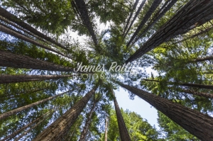 jamesratliff-uk-redwood-rotorua