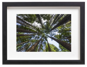jamesratliff-uk-redwoods-rotorua-black-frame