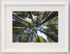 jamesratliff-uk-redwoods-rotorua-white-frame