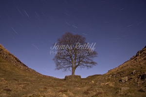james-ratliff-photography-sycamore-stars
